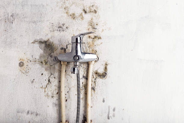 Best Mold Damage Repair  in Soh Weber, UT