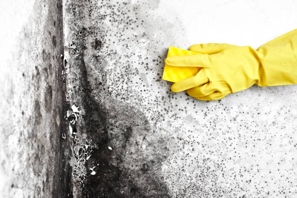 Best Commercial Mold Removal  in Soh Weber, UT