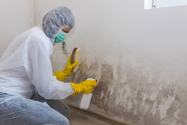 Attic Mold Removal in South Weber, UT