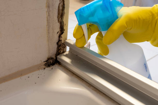Best Mold Testing and Removal  in Soh Weber, UT