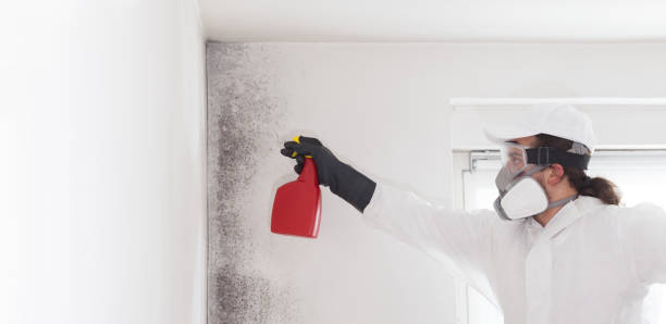 Best Toxic Mold Removal  in Soh Weber, UT