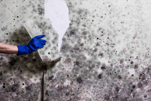 Best Attic Mold Removal  in Soh Weber, UT