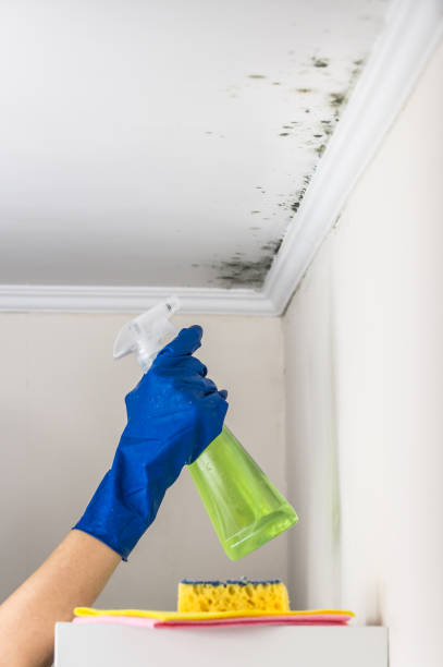 Professional Mold Removal in South Weber, UT